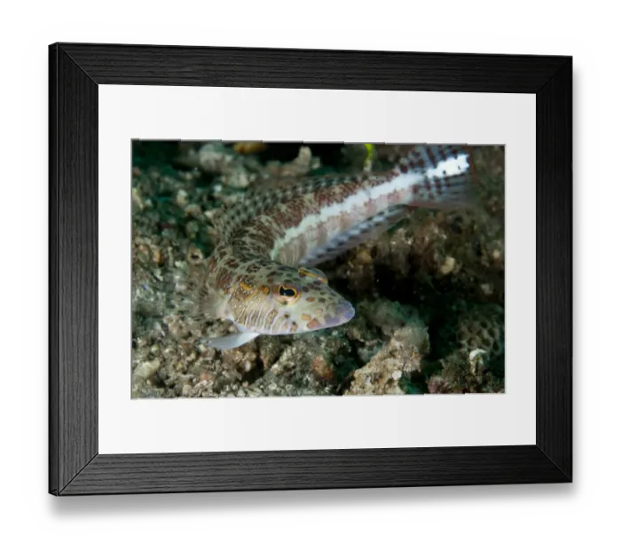 Framed Print : Whitestripe Sandperch (Parapercis xanthozona) adult, on black sand, Lembeh Straits, Sulawesi, Sunda Islands, Indonesia Framed Print : Whitestripe Sandperch (Parapercis xanthozona) adult, on black sand, Lembeh Straits, Sulawesi, Sunda Islands, Indonesia