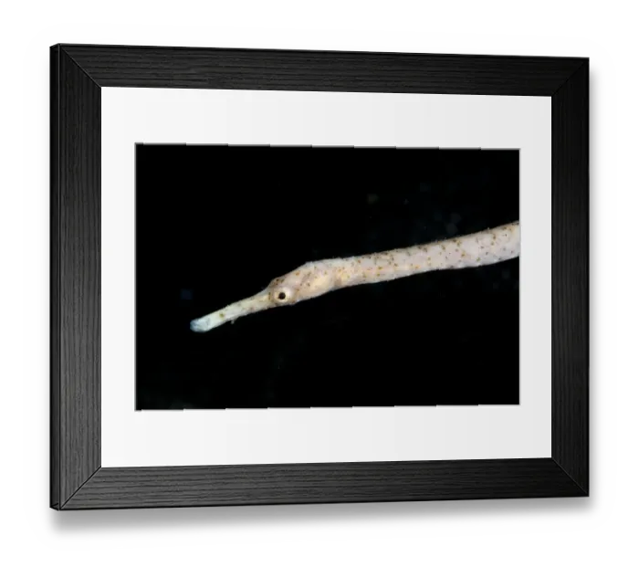 Framed Print : Bend Stick Pipefish (Trachyrhampus bicoarctatus) adult, close-up of head, Lembeh Straits, Sulawesi, Sunda Islands Framed Print : Bend Stick Pipefish (Trachyrhampus bicoarctatus) adult, close-up of head, Lembeh Straits, Sulawesi, Sunda Islands