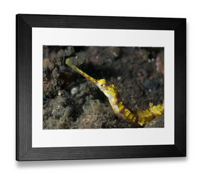 Framed Print : Ornate Pipefish (Halicampus macrorhynchus) adult, close-up of head, Seraya, Bali, Lesser Sunda Islands, Indonesia Framed Print : Ornate Pipefish (Halicampus macrorhynchus) adult, close-up of head, Seraya, Bali, Lesser Sunda Islands, Indonesia