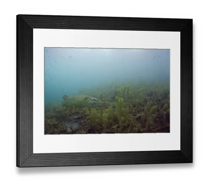 Framed Print : Northern Pike (Esox lucius) adult, swimming over weeds in open water of flooded granite quarry habitat, Stoney Cove Framed Print : Northern Pike (Esox lucius) adult, swimming over weeds in open water of flooded granite quarry habitat, Stoney Cove