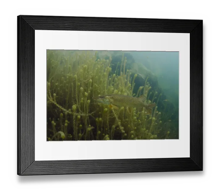 Framed Print : Northern Pike (Esox lucius) adult, swimming over waterweed in flooded former granite quarry, Stoney Cove Framed Print : Northern Pike (Esox lucius) adult, swimming over waterweed in flooded former granite quarry, Stoney Cove