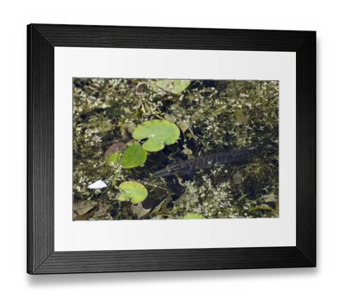 Framed Print : Northern Pike (Esox lucius) juvenile, amongst waterweed near surface of water, Royal Military Canal, Kent, England Framed Print : Northern Pike (Esox lucius) juvenile, amongst waterweed near surface of water, Royal Military Canal, Kent, England