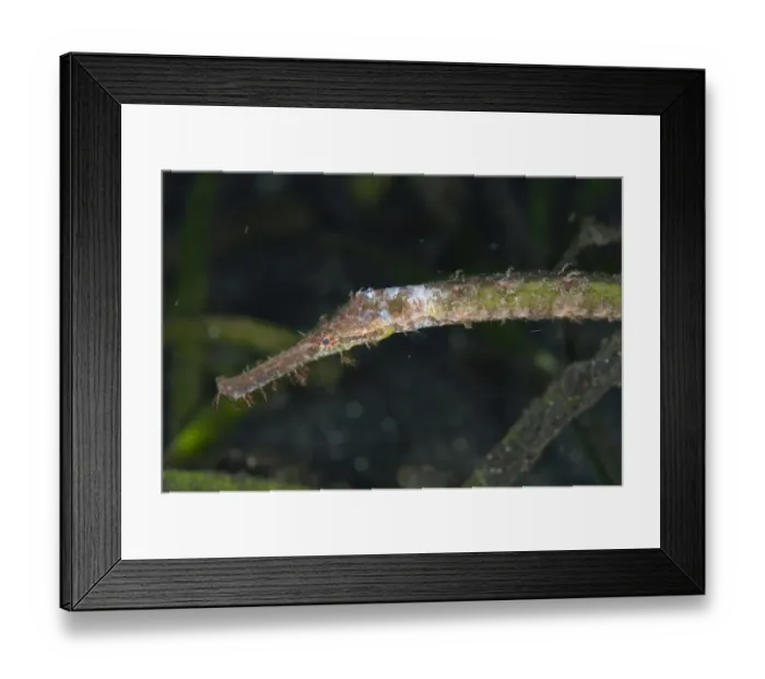 Framed Print : Double-ended Pipefish (Syngnathoides biaculeatus) adult, close-up of head, in seagrass, Lembeh Straits, Sulawesi