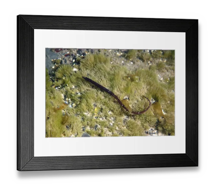 Framed Print : Worm Pipefish (Nerophis lumbriciformis) adult, swimming in shallow water, Kimmeridge Bay, Isle of Purbeck, Dorset Framed Print : Worm Pipefish (Nerophis lumbriciformis) adult, swimming in shallow water, Kimmeridge Bay, Isle of Purbeck, Dorset