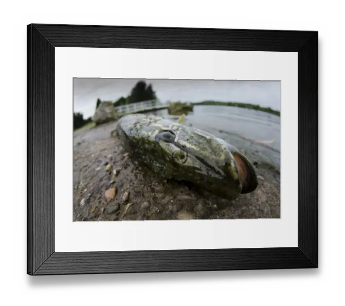 Framed Print : Northern Pike (Esox lucius) dead adult, caught and discarded at edge of water, Colwick Country Park, Nottingham Framed Print : Northern Pike (Esox lucius) dead adult, caught and discarded at edge of water, Colwick Country Park, Nottingham