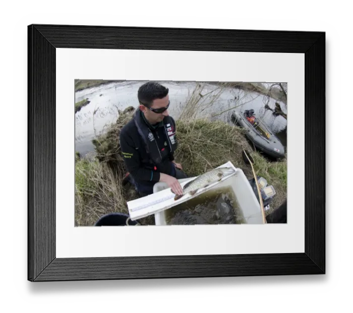 Framed Print : Northern Pike (Esox lucius) immature, being measured by Environment Agency worker during fish survey, River Soar Framed Print : Northern Pike (Esox lucius) immature, being measured by Environment Agency worker during fish survey, River Soar