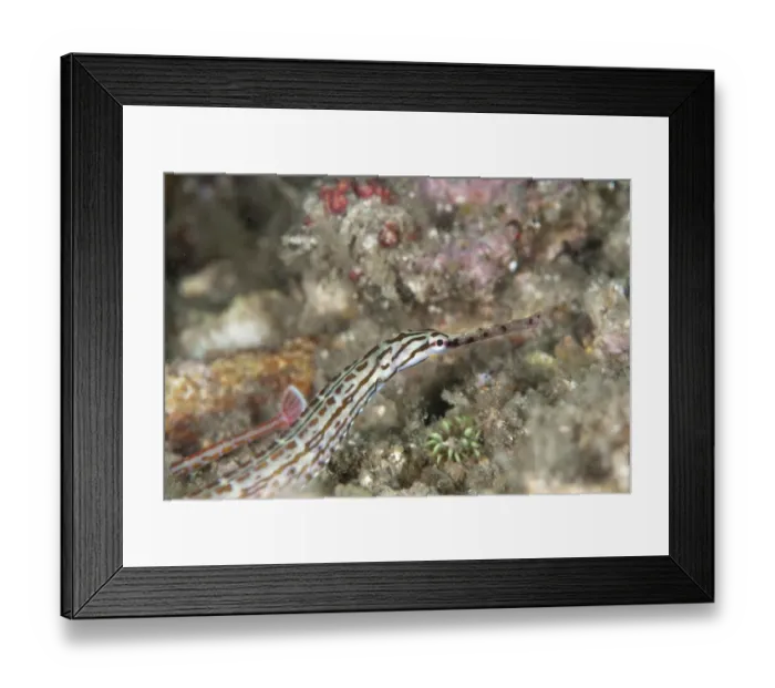 Framed Print : Schultzs Pipefish (Corythoichthys schultzi) adult, close-up of head, Lembeh Straits, Sulawesi, Sunda Islands Framed Print : Schultzs Pipefish (Corythoichthys schultzi) adult, close-up of head, Lembeh Straits, Sulawesi, Sunda Islands
