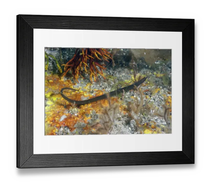 Framed Print : Worm Pipefish (Nerophis lumbriciformis) adult, Kimmeridge Bay, Isle of Purbeck, Dorset, England, August Framed Print : Worm Pipefish (Nerophis lumbriciformis) adult, Kimmeridge Bay, Isle of Purbeck, Dorset, England, August