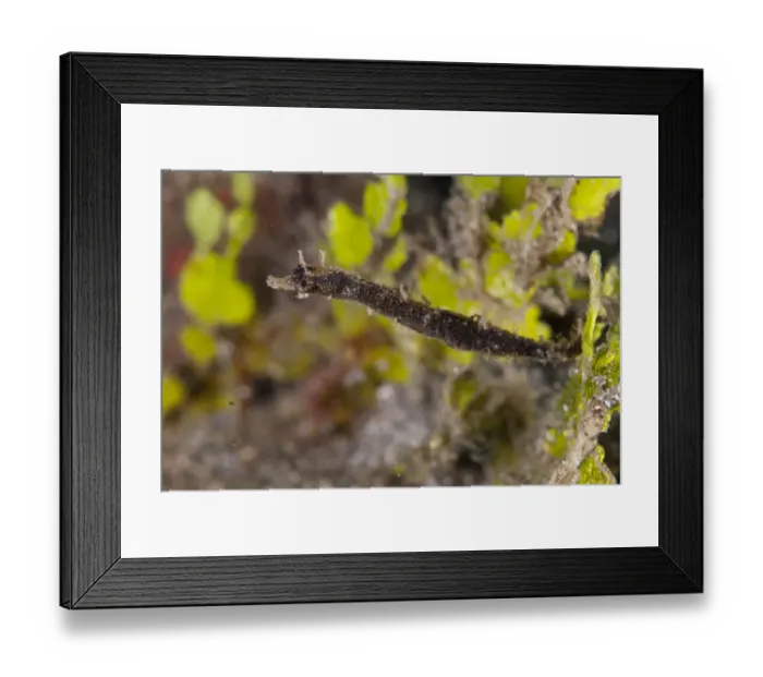 Framed Print : Shortpouch Pygmy Pipehorse (Acentronura tentaculata) adult, swimming, Lembeh Straits, Sulawesi, Sunda Islands Framed Print : Shortpouch Pygmy Pipehorse (Acentronura tentaculata) adult, swimming, Lembeh Straits, Sulawesi, Sunda Islands