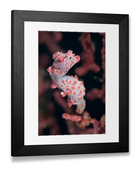 Framed Print : Bargibantis Pygmy Seahorse (Hippocampus bargibanti) adult, clinging to seafan, Lembeh Straits, Sulawesi, Sunda Islands Framed Print : Bargibantis Pygmy Seahorse (Hippocampus bargibanti) adult, clinging to seafan, Lembeh Straits, Sulawesi, Sunda Islands
