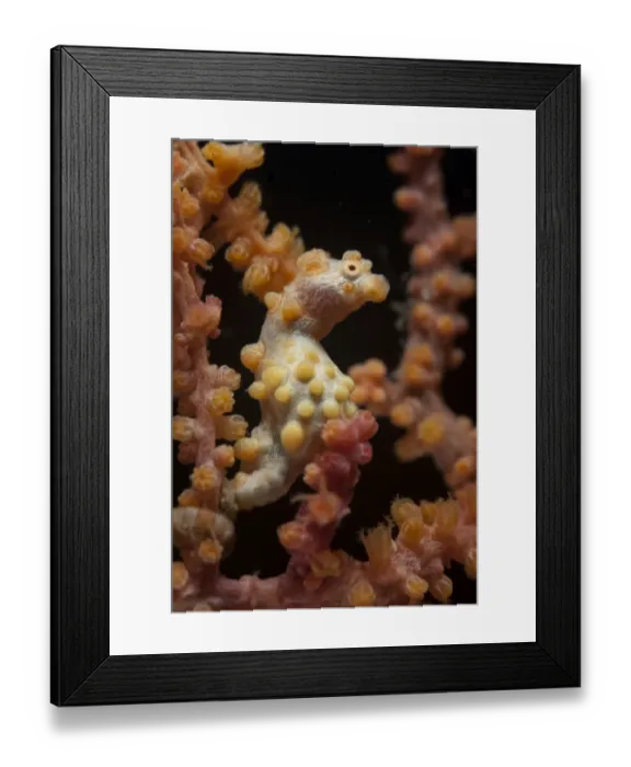 Framed Print : Bargibantis Pygmy Seahorse (Hippocampus bargibanti) adult, camouflaged on seafan, Lembeh Straits, Sulawesi