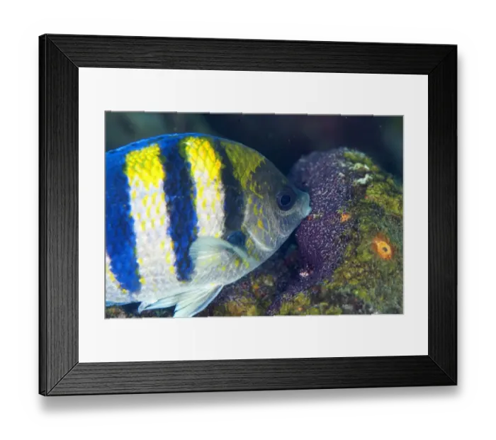 Framed Print : Indo-Pacific Sergeant Major (Abudefduf vaigiensis) adult, tending eggs at shipwreck Framed Print : Indo-Pacific Sergeant Major (Abudefduf vaigiensis) adult, tending eggs at shipwreck
