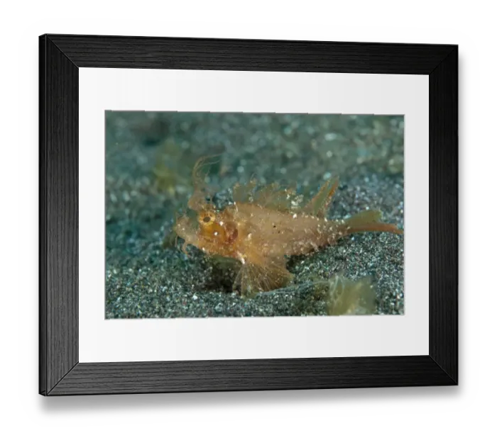 Framed Print : Ambon Scorpionfish (Pteroidichthys amboinensis) adult, crawling on black sand, Lembeh Straits, Sulawesi, Sunda Islands Framed Print : Ambon Scorpionfish (Pteroidichthys amboinensis) adult, crawling on black sand, Lembeh Straits, Sulawesi, Sunda Islands