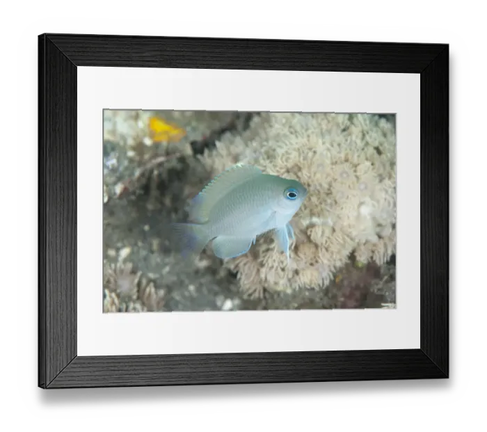 Framed Print : Reids Damsel (Pomacentrus reidi) juvenile, swimming, Lembeh Straits, Sulawesi, Sunda Islands, Indonesia, September Framed Print : Reids Damsel (Pomacentrus reidi) juvenile, swimming, Lembeh Straits, Sulawesi, Sunda Islands, Indonesia, September