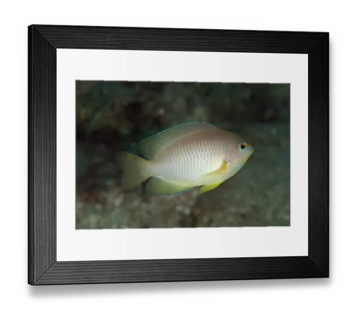 Framed Print : Reids Damsel (Pomacentrus reidi) adult, swimming, Lembeh Straits, Sulawesi, Sunda Islands, Indonesia, September Framed Print : Reids Damsel (Pomacentrus reidi) adult, swimming, Lembeh Straits, Sulawesi, Sunda Islands, Indonesia, September