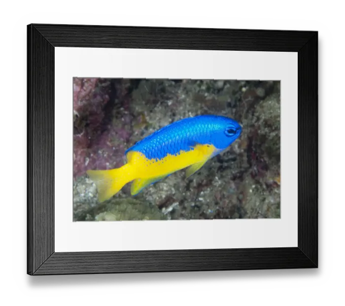 Framed Print : Goldbelly Damsel (Pomacentrus auriventris) adult, swimming in reef, Lembeh Straits, Sulawesi, Sunda Islands, Indonesia Framed Print : Goldbelly Damsel (Pomacentrus auriventris) adult, swimming in reef, Lembeh Straits, Sulawesi, Sunda Islands, Indonesia