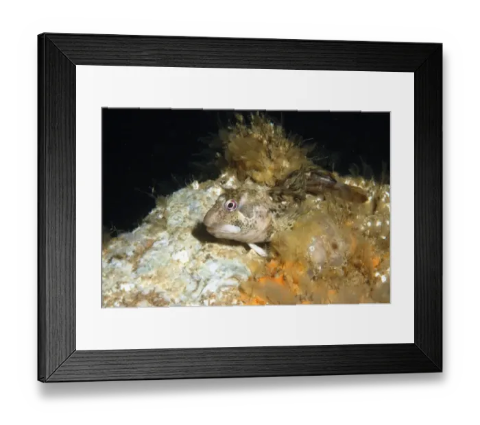 Framed Print : Shanny (Lipophrys pholis) adult, Bournemouth, Dorset, England, July