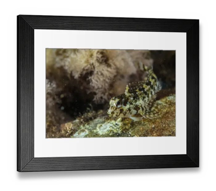 Framed Print : Grey Blenny (Paralipophrys trigloides) adult, Follonica, Gulf of Follonica, Grosseto Province, Tuscany, Italy, August Framed Print : Grey Blenny (Paralipophrys trigloides) adult, Follonica, Gulf of Follonica, Grosseto Province, Tuscany, Italy, August