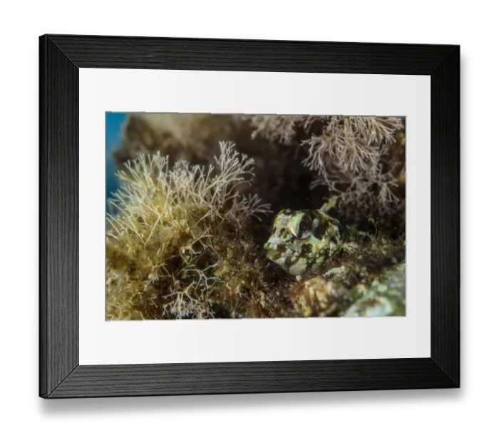 Framed Print : Grey Blenny (Paralipophrys trigloides) adult, Follonica, Gulf of Follonica, Grosseto Province, Tuscany, Italy, August Framed Print : Grey Blenny (Paralipophrys trigloides) adult, Follonica, Gulf of Follonica, Grosseto Province, Tuscany, Italy, August