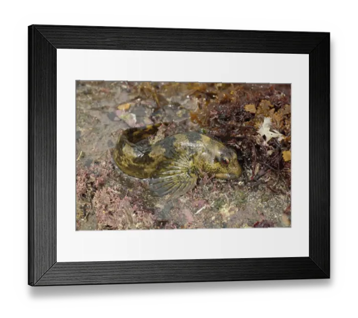 Framed Print : Shanny (Lipophrys pholis) adult, guarding eggs under rock exposed at low tide, Kimmeridge Bay, Isle of Purbeck, Dorset Framed Print : Shanny (Lipophrys pholis) adult, guarding eggs under rock exposed at low tide, Kimmeridge Bay, Isle of Purbeck, Dorset