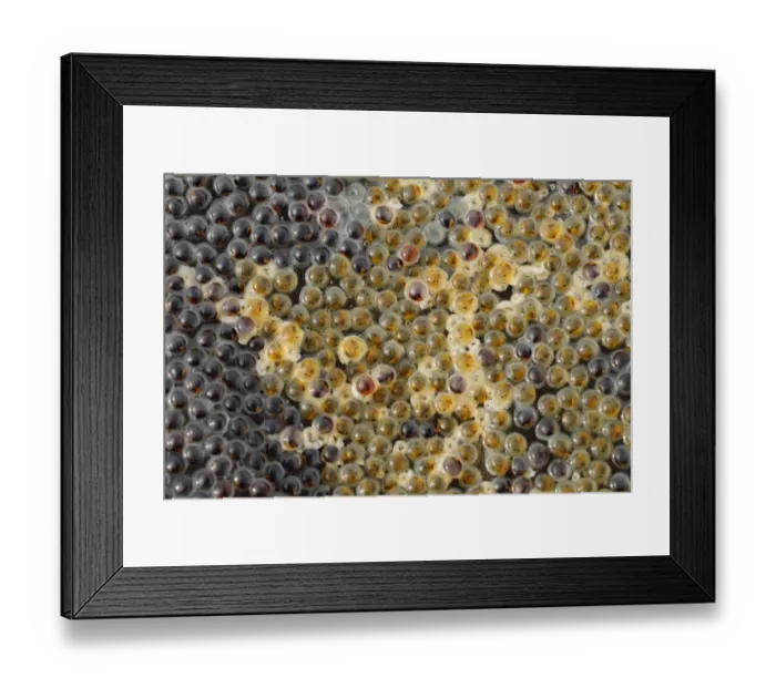 Framed Print : Shanny (Lipophrys pholis) eggs, under rock exposed at low tide, Kimmeridge Bay, Isle of Purbeck, Dorset, England, May