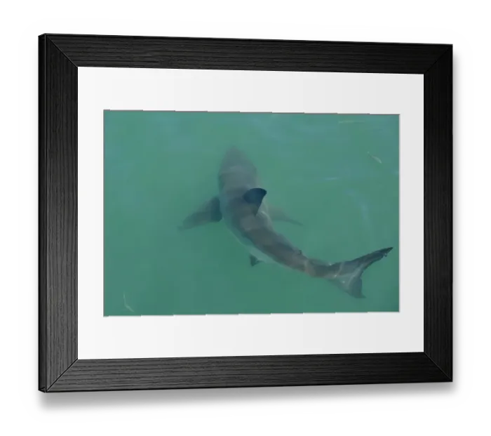 Framed Print : Great White Shark (Carcharodon charcharias) adult, swimming below surface of sea, South Africa, March Framed Print : Great White Shark (Carcharodon charcharias) adult, swimming below surface of sea, South Africa, March