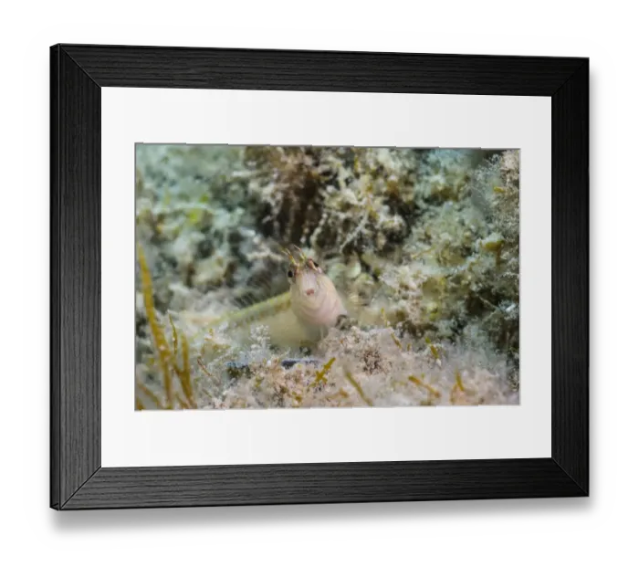 Framed Print : Longstripe Blenny (Parablennius rouxi) adult, Cres Island, Kvarner Gulf, Adriatic Sea, Croatia, August Framed Print : Longstripe Blenny (Parablennius rouxi) adult, Cres Island, Kvarner Gulf, Adriatic Sea, Croatia, August