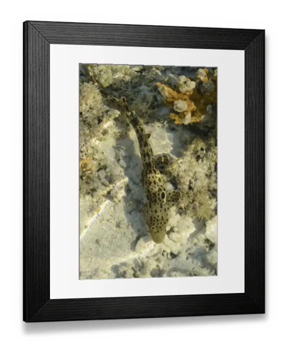 Framed Print : Epaulette Shark (Hemiscyllium ocellatum) adult, swimming in shallow water at low tide, Queensland, Australia, November Framed Print : Epaulette Shark (Hemiscyllium ocellatum) adult, swimming in shallow water at low tide, Queensland, Australia, November