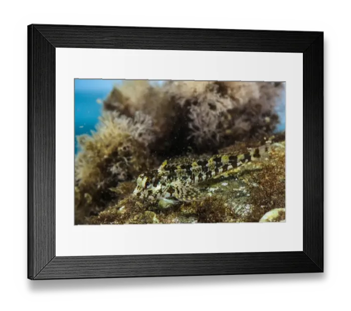 Framed Print : Grey Blenny (Paralipophrys trigloides) adult, Follonica, Gulf of Follonica, Grosseto Province, Tuscany, Italy, August