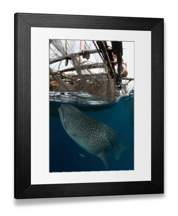 Framed Print : Whale Shark (Rhincodon typus) adult, with remoras, feeding below nets of fishing platform (bagan), Cenderawasih Bay Framed Print : Whale Shark (Rhincodon typus) adult, with remoras, feeding below nets of fishing platform (bagan), Cenderawasih Bay