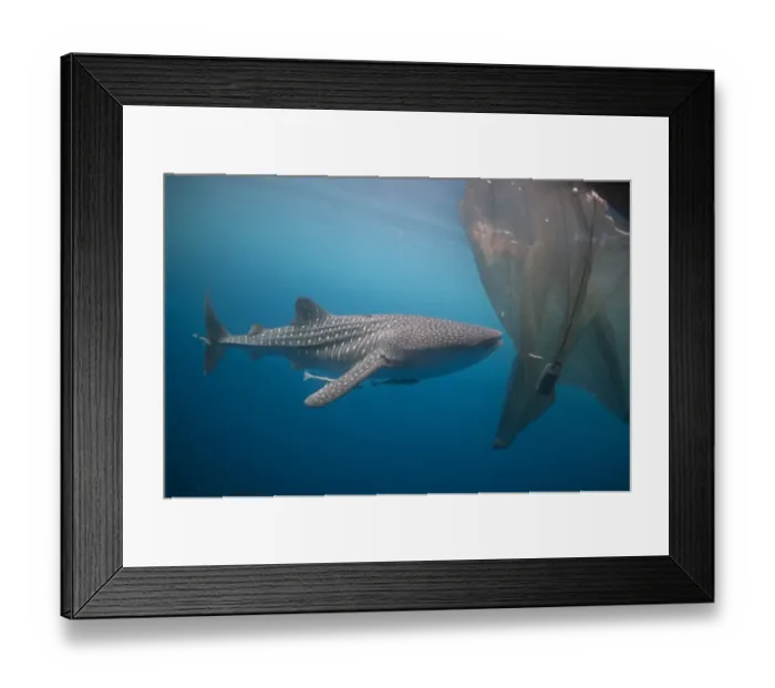 Framed Print : Whale Shark (Rhincodon typus) adult, with remoras, feeding below nets of fishing platform (bagan), Cenderawasih Bay Framed Print : Whale Shark (Rhincodon typus) adult, with remoras, feeding below nets of fishing platform (bagan), Cenderawasih Bay