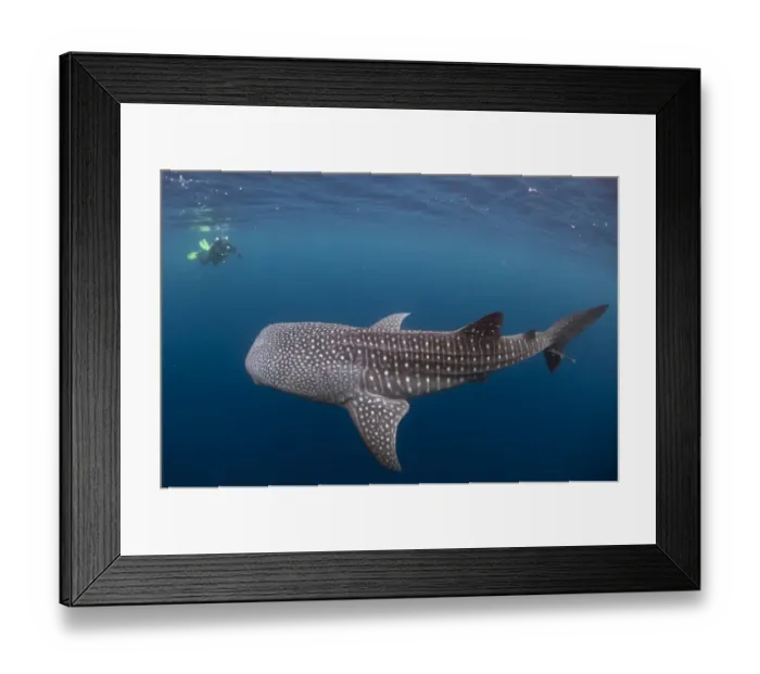 Framed Print : Whale Shark (Rhincodon typus) adult, with remoras and diver with underwater camera, swimming, Cenderawasih Bay