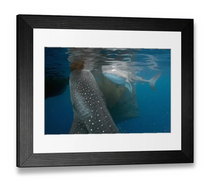 Framed Print : Whale Shark (Rhincodon typus) two adults, with remoras, feeding below nets of fishing platform (bagan) Framed Print : Whale Shark (Rhincodon typus) two adults, with remoras, feeding below nets of fishing platform (bagan)