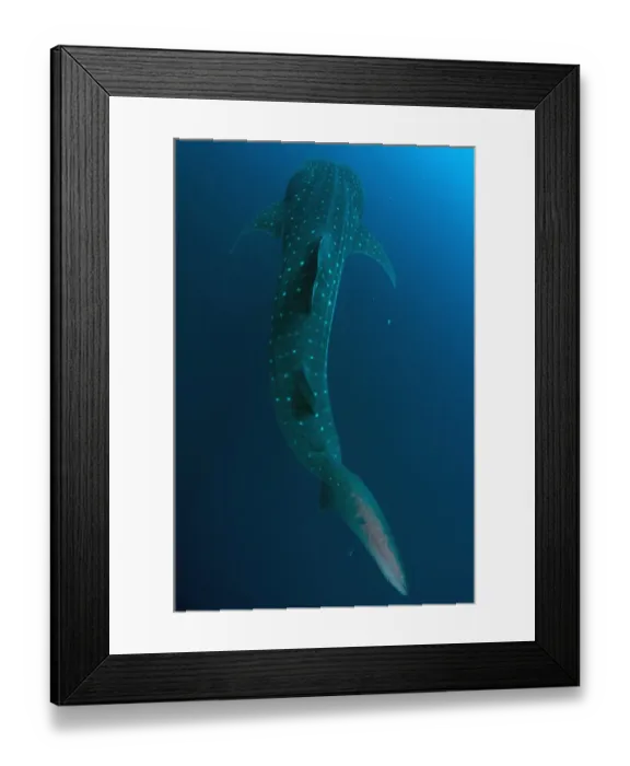 Framed Print : Whale Shark (Rhincodon typus) adult, swimming, Cenderawasih Bay, West Papua, New Guinea, Indonesia, June Framed Print : Whale Shark (Rhincodon typus) adult, swimming, Cenderawasih Bay, West Papua, New Guinea, Indonesia, June