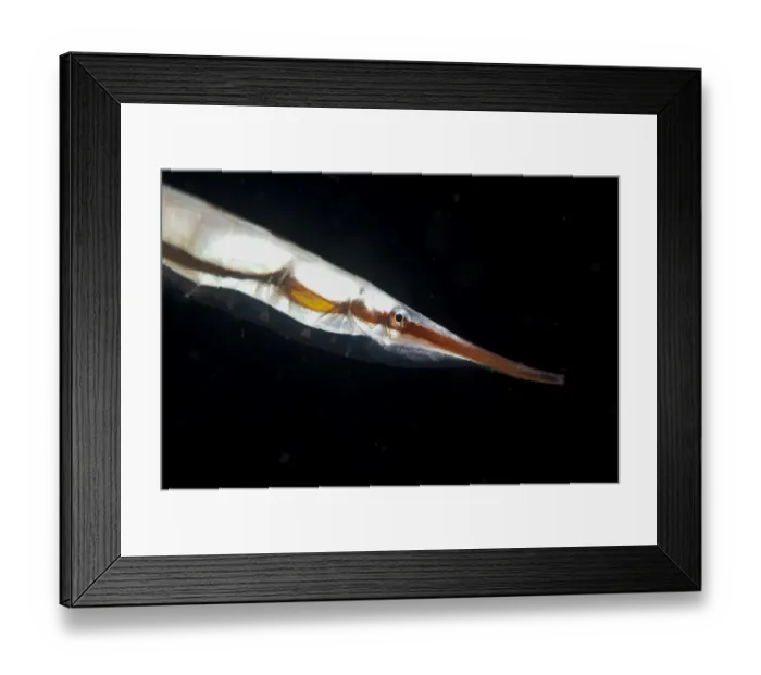 Framed Print : Rigid Shrimpfish (Centriscus scutatus) adult, close-up of head, Lembeh Straits, Sulawesi, Sunda Islands, Indonesia