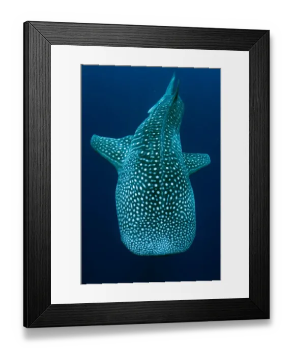 Framed Print : Whale Shark (Rhincodon typus) adult, swimming, Cenderawasih Bay, West Papua, New Guinea, Indonesia, June Framed Print : Whale Shark (Rhincodon typus) adult, swimming, Cenderawasih Bay, West Papua, New Guinea, Indonesia, June