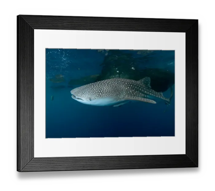 Framed Print : Whale Shark (Rhincodon typus) adult, with remoras, feeding below nets of fishing platform (bagan), Cenderawasih Bay Framed Print : Whale Shark (Rhincodon typus) adult, with remoras, feeding below nets of fishing platform (bagan), Cenderawasih Bay