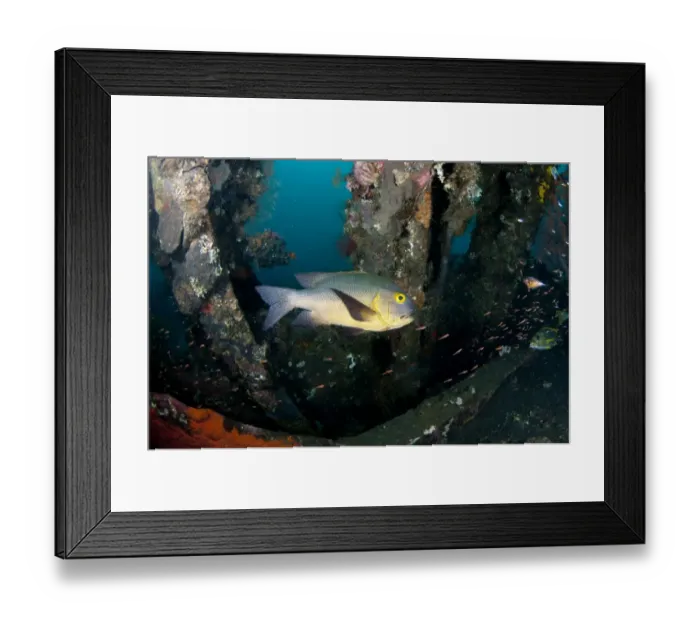 Framed Print : Midnight Snapper (Macolor macularis) adult, swimming at shipwreck, USAT Liberty