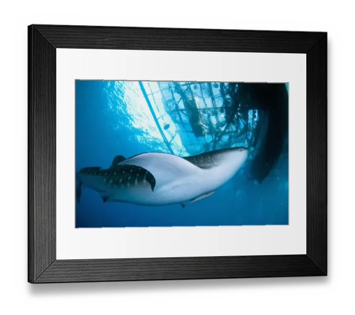 Framed Print : Whale Shark (Rhincodon typus) adult, with remoras, feeding below nets of fishing platform (bagan), Cenderawasih Bay Framed Print : Whale Shark (Rhincodon typus) adult, with remoras, feeding below nets of fishing platform (bagan), Cenderawasih Bay