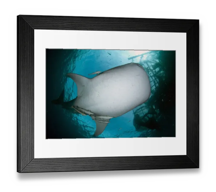 Framed Print : Whale Shark (Rhincodon typus) adult, with remoras, feeding below nets of fishing platform (bagan), Cenderawasih Bay Framed Print : Whale Shark (Rhincodon typus) adult, with remoras, feeding below nets of fishing platform (bagan), Cenderawasih Bay