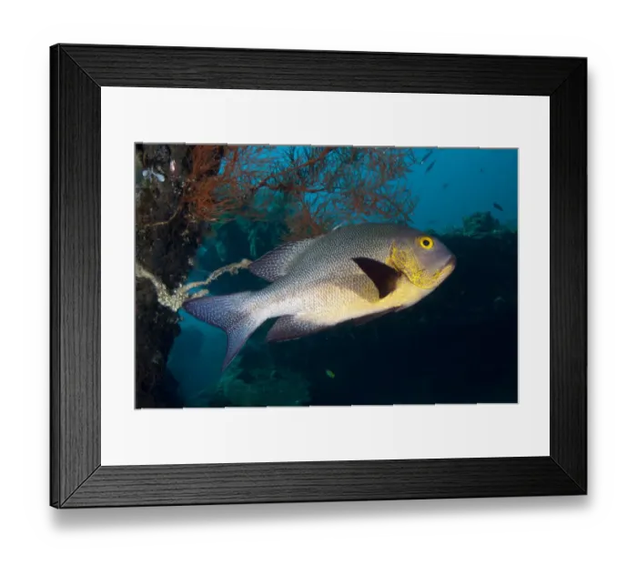 Framed Print : Midnight Snapper (Macolor macularis) adult, swimming at shipwreck, USAT Liberty