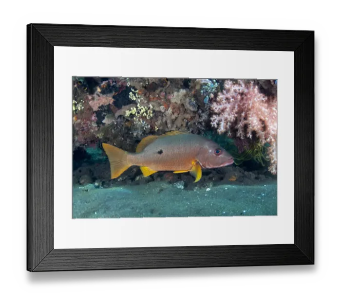 Framed Print : One-spot Snapper (Lutjanus monostigma) adult, swimming at shipwreck, USAT Liberty Framed Print : One-spot Snapper (Lutjanus monostigma) adult, swimming at shipwreck, USAT Liberty
