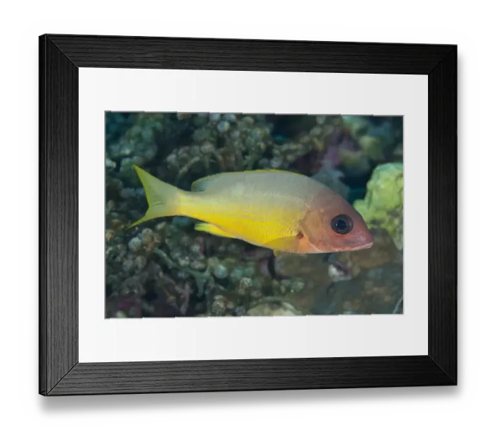 Framed Print : Moluccan Snapper (Lutjanus boutton) adult, Tanjung Riarwepan, Mioswaar, Raja Ampat Islands (Four Kings), West Papua Framed Print : Moluccan Snapper (Lutjanus boutton) adult, Tanjung Riarwepan, Mioswaar, Raja Ampat Islands (Four Kings), West Papua