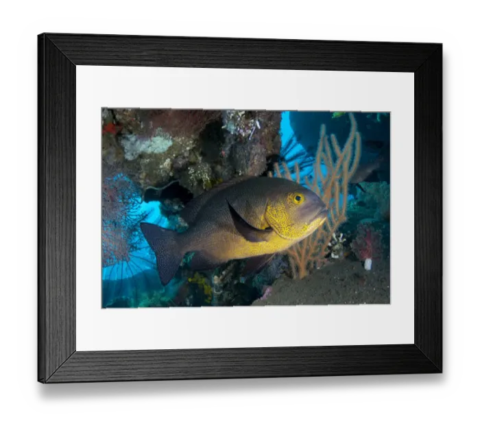 Framed Print : Midnight Snapper (Macolor macularis) adult, swimming at shipwreck, USAT Liberty Framed Print : Midnight Snapper (Macolor macularis) adult, swimming at shipwreck, USAT Liberty
