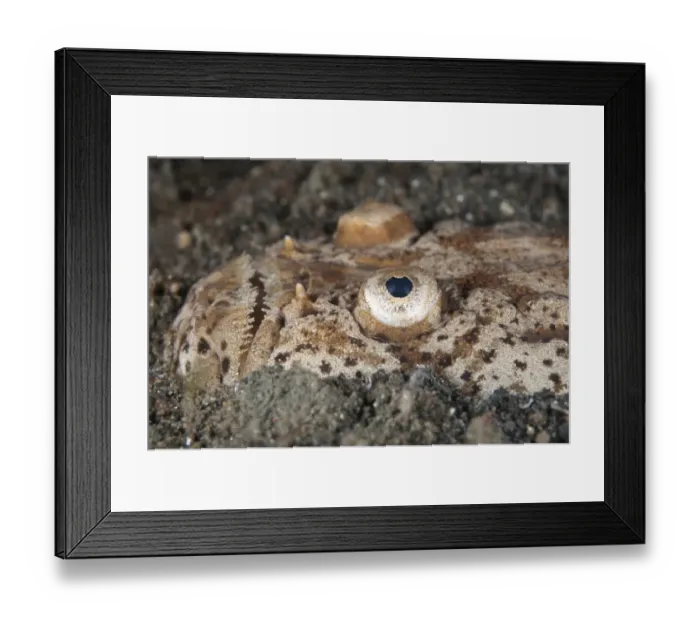 Framed Print : Marbled Stargazer (Uranoscopus bicinctus) adult, close-up of head, buried in black sand, Lembeh Straits, Sulawesi