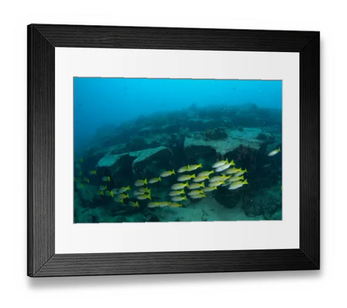 Framed Print : Bigeye Snapper (Lutjanus lutjanus) shoal, swimming beside sunken Second World War Japanese platform, Junkyard Framed Print : Bigeye Snapper (Lutjanus lutjanus) shoal, swimming beside sunken Second World War Japanese platform, Junkyard
