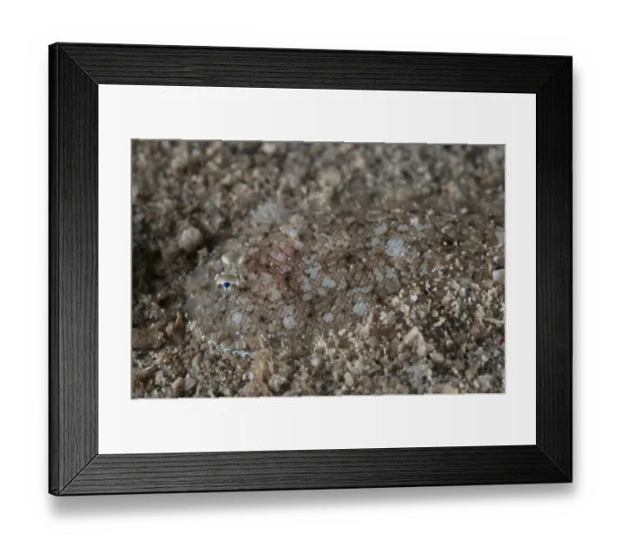 Framed Print : Strange Sole (Aseraggodes xenicus) adult, camouflaged on sand, Dampier Straits, Raja Ampat Islands (Four Kings) Framed Print : Strange Sole (Aseraggodes xenicus) adult, camouflaged on sand, Dampier Straits, Raja Ampat Islands (Four Kings)