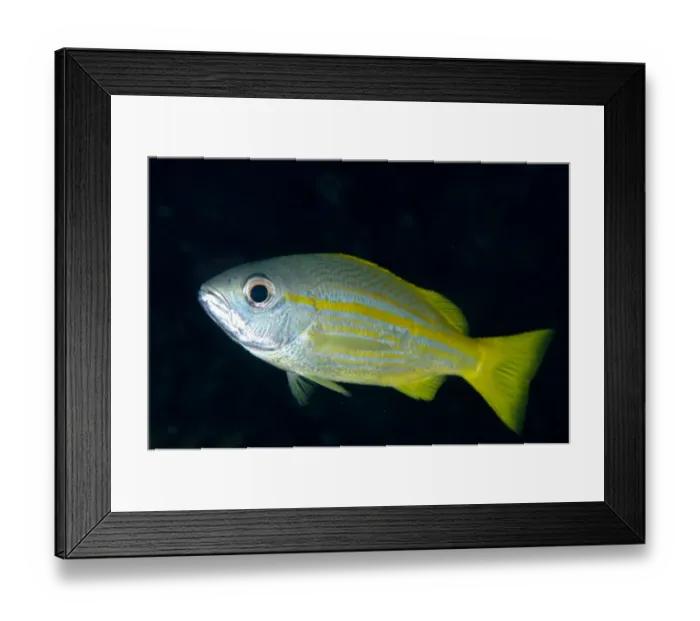 Framed Print : Bigeye Snapper (Lutjanus lutjanus) adult, Mioskon, Dampier Straits, Raja Ampat Islands (Four Kings), West Papua