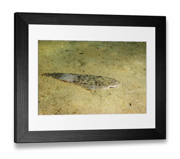 Framed Print : Dover Sole (Solea solea) adult, resting on sandy seabed, Studland Bay, Isle of Purbeck, Dorset, England, August