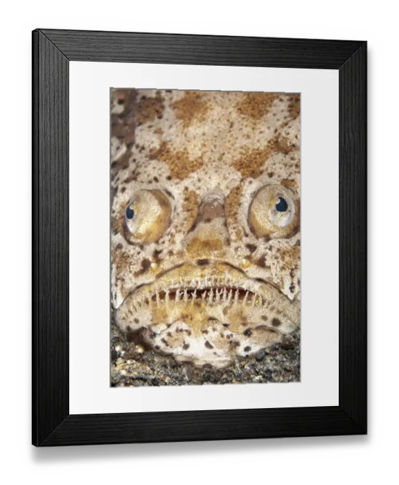 Framed Print : Marbled Stargazer (Uranoscopus bicinctus) adult, close-up of head, buried in black sand, Lembeh Straits, Sulawesi